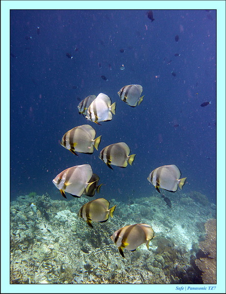 2011 - 08 - Borneo - Sipadan 049